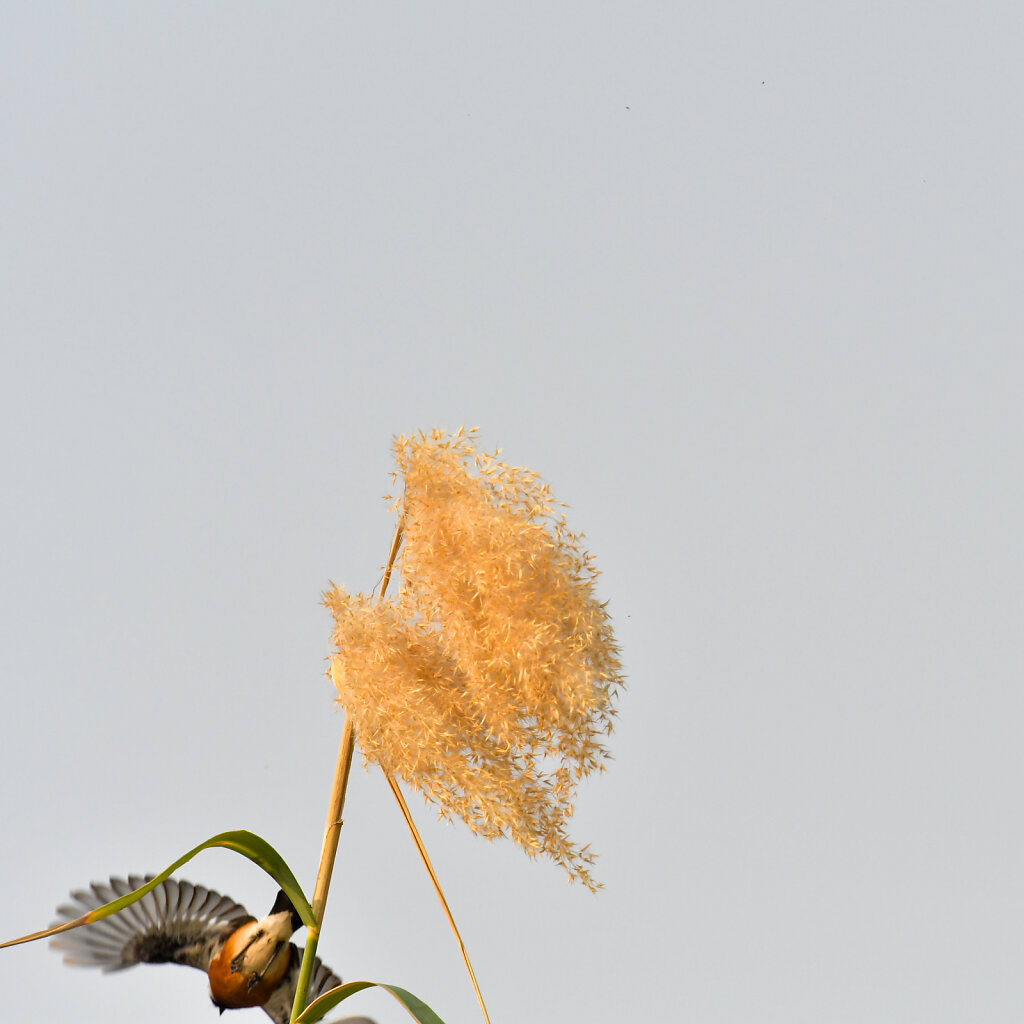 DSC-6408.jpg